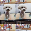 도그맘애견 이미지