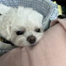 까망펜션 | #추석연휴나들이#가평애견동반펜션 #까망봉다리펜션 #강아지최적화펜션