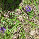 달리도 민박 이미지