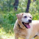 로얄도그앤캣메디컬센터 이미지