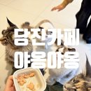 야옹야옹 | [당진 고양이 카페] 야옹야옹 후기