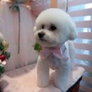 예쁘개&사랑스럽개 이미지