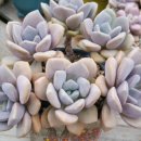 통통이네 이미지