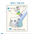 금연보조제 챔픽스 작용 원리 이미지