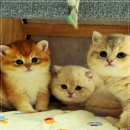 강남고양이분양 호야캣 | 강남에서 고양이 분양, 호야캣에서 만난 독특한 친구들