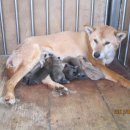 백호켄넬 이미지