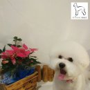 몽쉘 그루밍 이미지