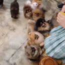 메르시몽프레 포메분양&애견카페 이미지