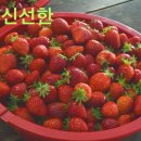 개나리농장 이미지