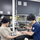 츄츄 동물병원 | 용인24시간동물병원 추천 슬개골 탈구 3기 수술 후기