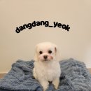 해피애견 미용실 이미지