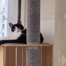 묘랑 고양이 전문호텔 이미지