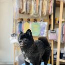 텐시퍼피 이미지