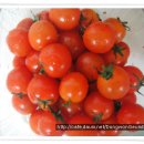 오렌지꼬마김밥 이미지