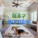 아이웰 동물의료센터 | 마포구 강아지입양 처음이라 막막하신 분들을 위한 실전 가이드
