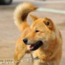 애견전람회 이미지