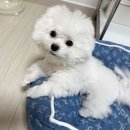 도그메종 이미지