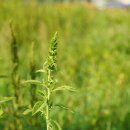 털비름 Amaranthus retroflexus L. 이미지