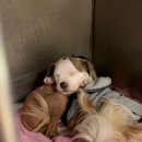 털찐강아지 이미지