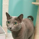 편하개 놀다가냥 이미지