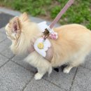 멍박스 | 강아지 진드기 퇴치제 추천 멍가드 대만족