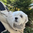 뽀dog 이미지