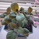 로즈마리 스톤율리아알로카시아 이미지