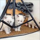 캣스토리 이미지