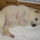 똥강아지 이미지