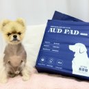 펫츠다이닝(pet's dining) 이미지