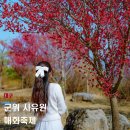 나무바이나무하나 | 대구 군위 사유원 매화축제 매화 실시간 개화율(2026.03.19 기준)