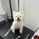포항애견미용학원 이미지