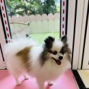 아지트댕댕 이미지