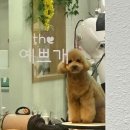 예쁘개# 애견미용실 이미지