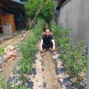 삼성이용소 Daum카페