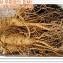 금산인삼 티스토리