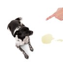 해피퍼피 강아지 유치원 이미지