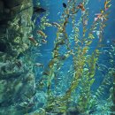 리플리 | 토론토 Repley&#39;s Aquarium(리플리 아쿠아리움) 후기