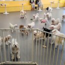 멍쉬멜로 이미지