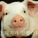연요다래야 이미지