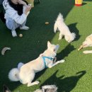 다둥 반려견 호텔 유치원 이미지