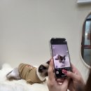 무릎 위의 고양이 무냥 이미지