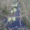 소나무목장 이미지