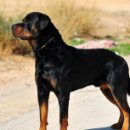 강아지야 이미지