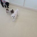 바우라움 메인캠퍼스 | 강남 애견 유치원·호텔·병원까지 한 번에, 바우라움 체험 후기