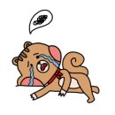 춘천사랑닭갈비 이미지