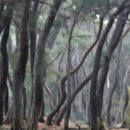 소나무 풍경 이미지