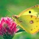 키움저축은행 이미지