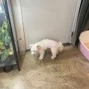 트레밍MM | 망원동 반려견 미용실 트레밍mm에서 미용했어요!