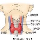 갑상선 초음파 검사 : 갑상선 혹 결절 원인 크기 모양 위치 / 물혹 낭종 차이점 있을까 이미지